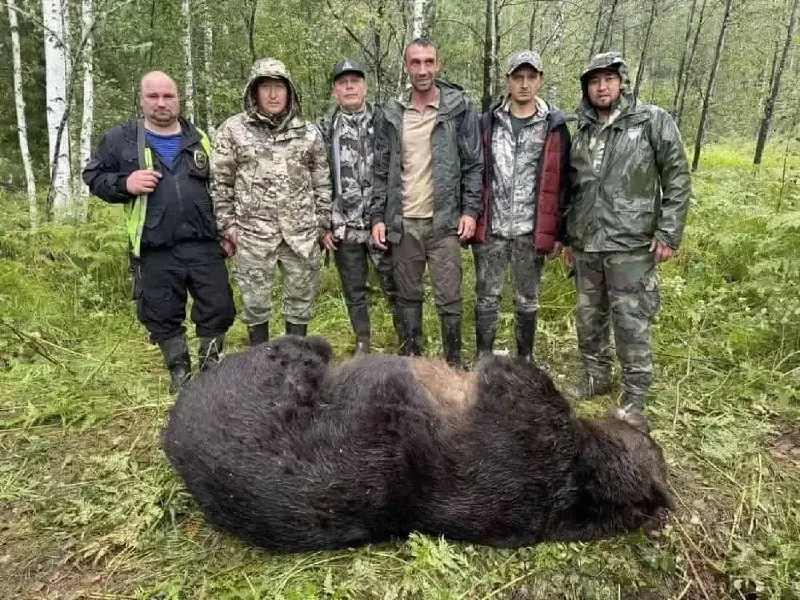 После гибели туристки на Алтае хищники стали ближе к домам: жители сталкиваются с выходами медведей в населённые пункты, предпринимая меры по отстрелу зверей.