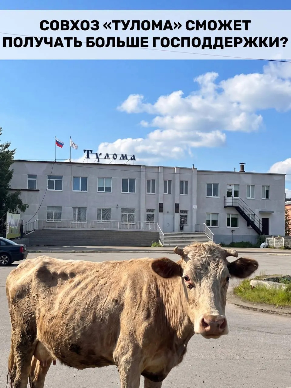 Федеральные поправки позволят давать субсидии хозяйствам, в которых более 25% принадлежит государству или муниципалитету. Для Мурманской области это важно, но в разорённых предприятиях, таких как совхоз «Тулома», опасаются, что помощь не придёт вовремя.