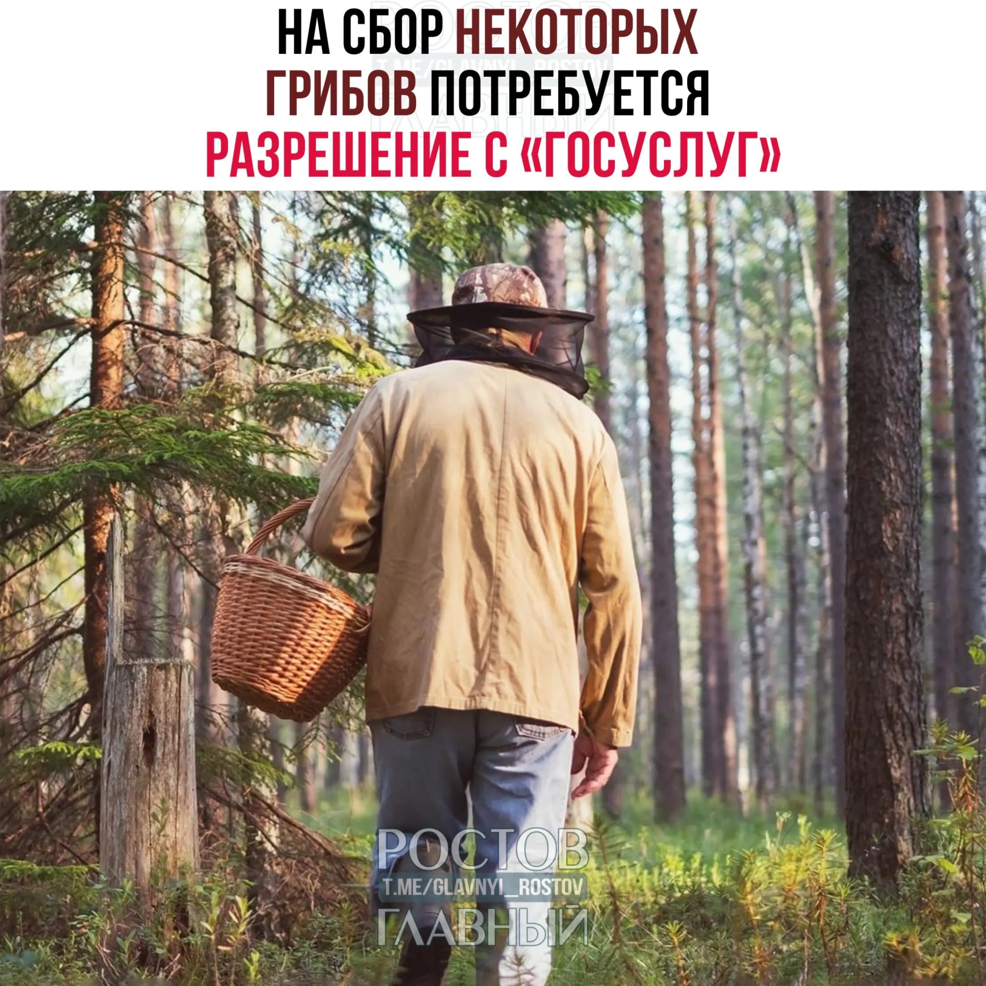 С 1 сентября 2027 года сбор ряда редких грибов будет требовать оформления электронного пропуска на портале Госуслуг. Заявку будут рассматривать до 15 дней, за сбор краснокнижных видов без разрешения грозит уголовная ответственность.