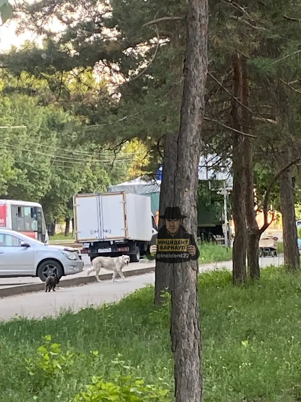 В Железнодорожном районе на улице Северо-Западной алабай напал на той-терьера: собака погибла, жители просят службы отреагировать.