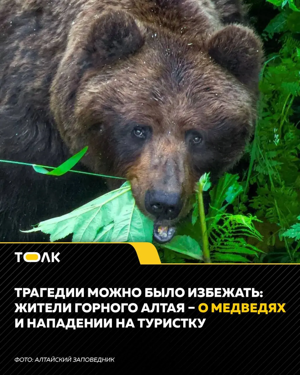 После нападения медведя на туристку власти региона вводят меры по регулированию численности хищников: лицензии на добычу, режим повышенной готовности и комендантский час. Жителям и гостям региона советуют избегать выхода на улицу после захода солнца.