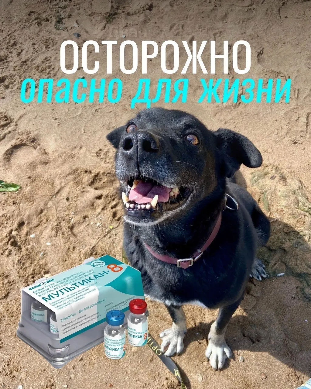 Владельцы сообщают о тяжёлых побочных эффектах после прививки вакциной «Мультикан-8», однако подтверждений причин пока нет.