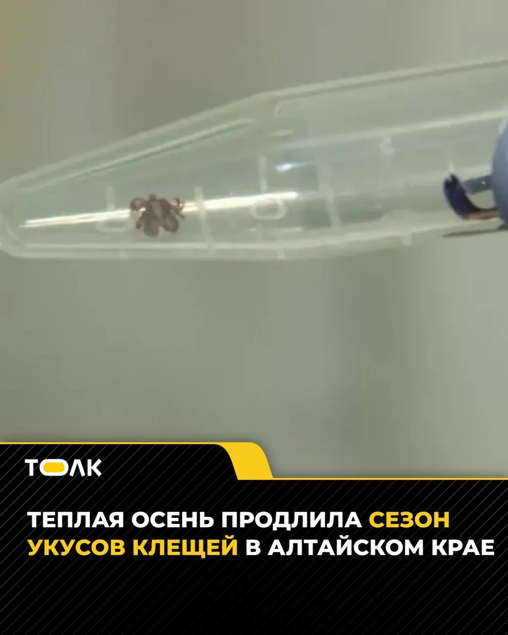 С начала сезона к врачу обратилось 7,3 тысячи жителей Алтайского края; за последнюю неделю зафиксировано 78 новых случаев. Исследования показывают, что 16,7% клещей несут боррелиоз, а 4% — вирус клещевого энцефалита.