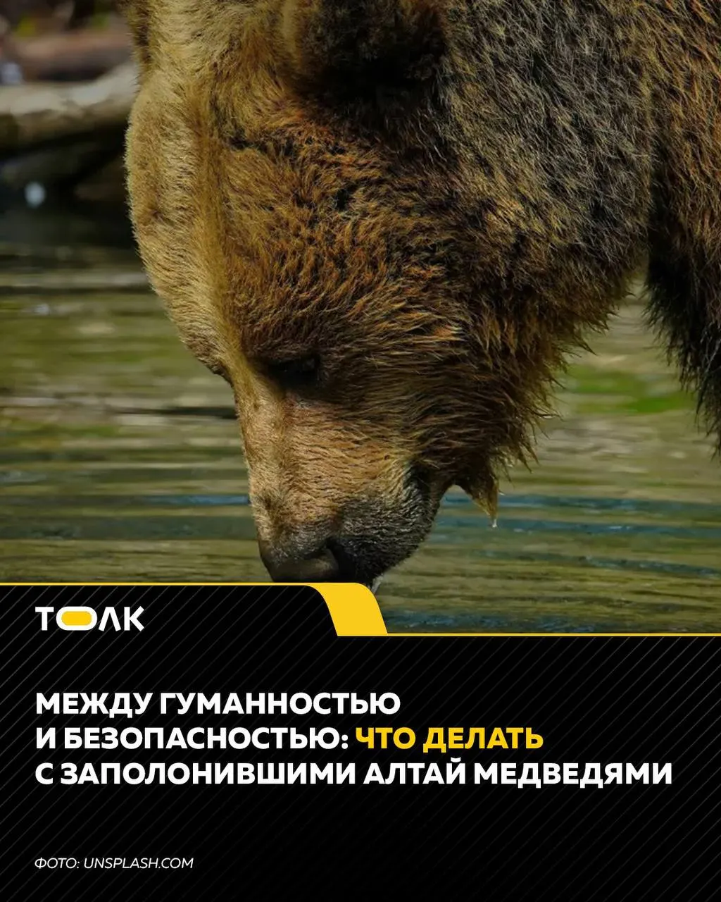 После нападения медведя на туристку в Алтайском крае власти разрешили отстрел части зверей, что вызвало широкую общественную полемику.